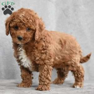 Wilson, Cavapoo Puppy